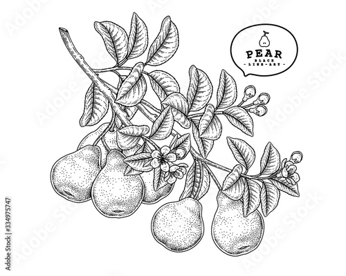 Vector Sketch Pear decorative set. Hand Drawn Botanical Illustrations. Black and white with line art isolated on white backgrounds. Fruits drawings. Retro style elements.