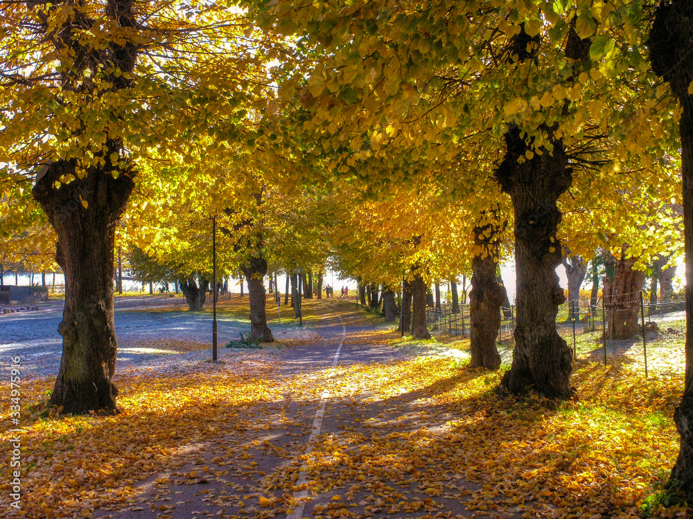 Naklejka premium autumn in the park