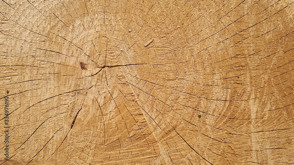 Fototapeta premium Old wooden oak tree cut surface. Detailed warm dark brown and orange tones of a felled tree trunk or stump