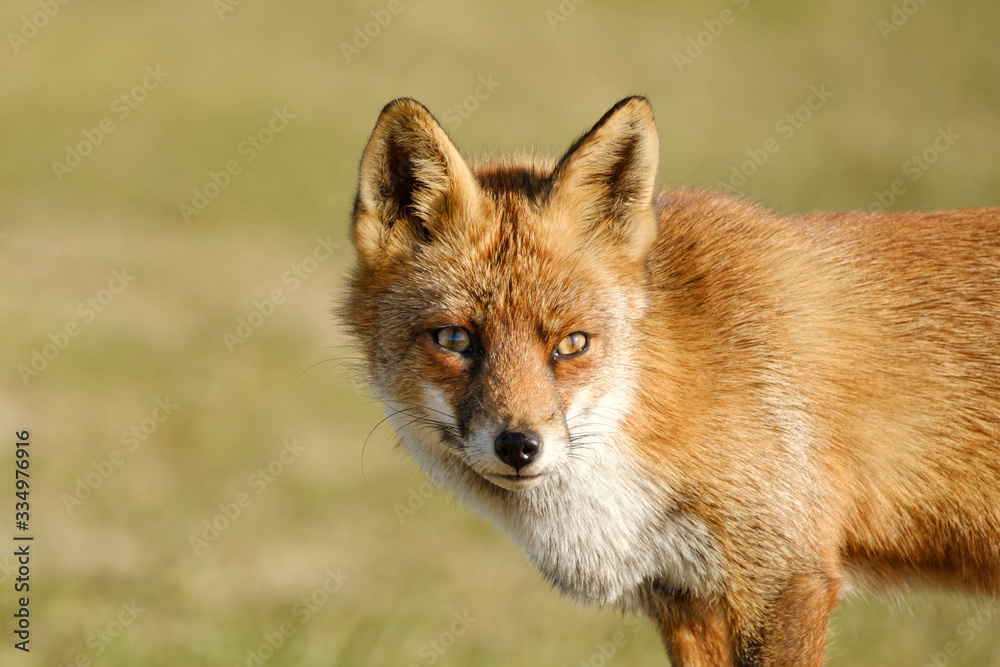 A magnificent wild Red Fox, the fox looks straight into the camera, headshot A magnificent wild Red Fox, the fox looks straight into the camera, headshot