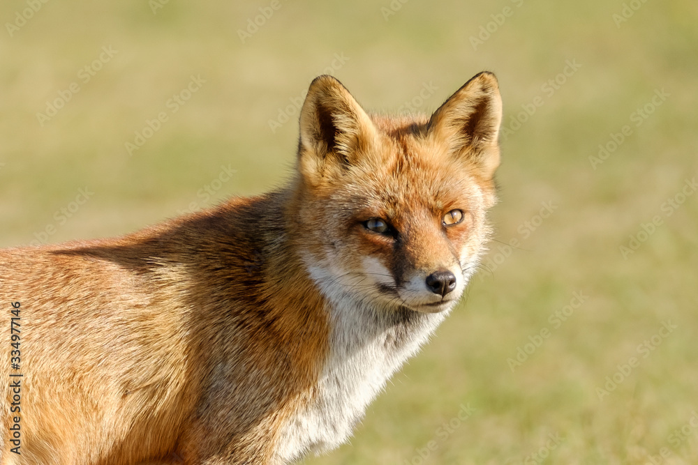 A magnificent wild Red Fox, the fox looks straight into the camera, headshot