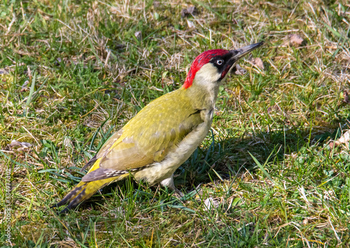 The European green woodpecker (Picus viridis) sitting down in the grass