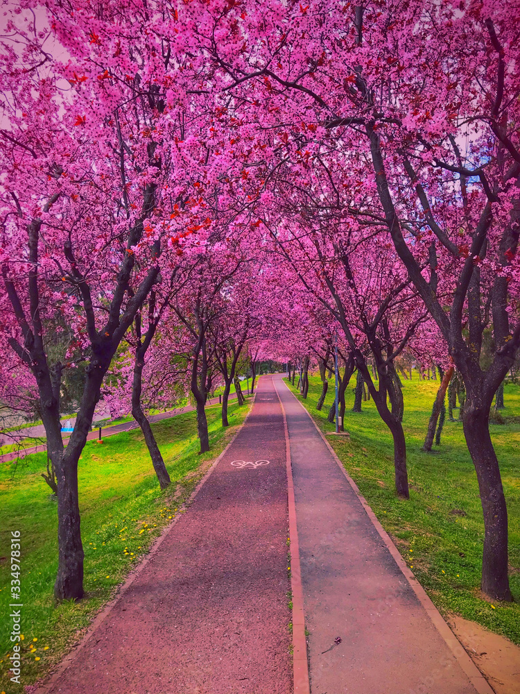 Cherry tree blossom explosion in park Cherry tree blossom explosion in park