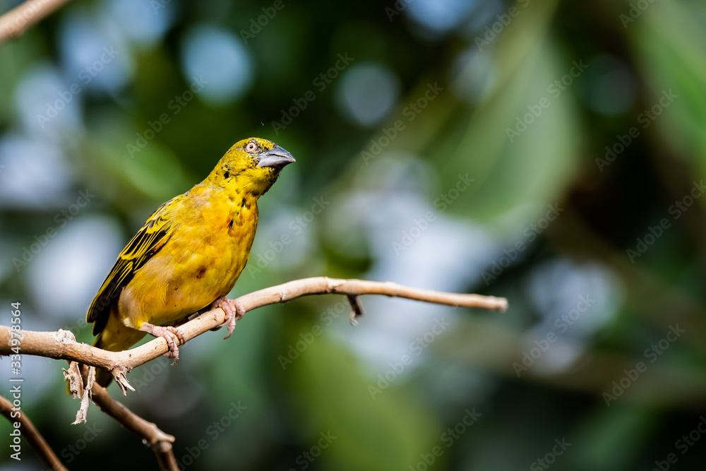 Obraz premium Tisserin gendarme, oiseau jaune de la famille des passereaux