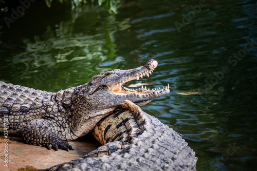 Crocodile du Nil avec la bouche ouverte