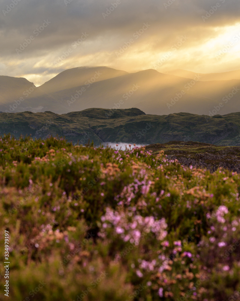 Beautiful Golden Rays Of Light On Mountains With Intentionally Blurred Heather In Foreground. Lake District, UK.