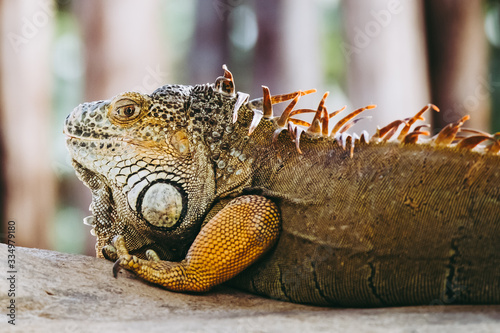 Iguane aux couleurs intenses couché sur un rocher photo