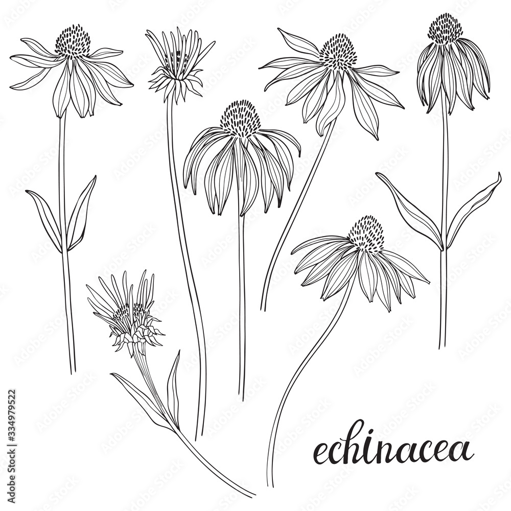 Echinacea.Sketch.Hand drawn outline vector illustration, isolated floral elements for design on white background. - obrazy, fototapety, plakaty 
