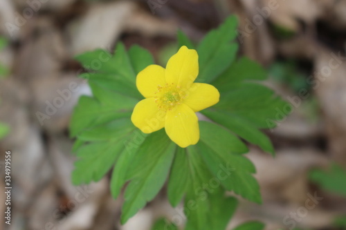  Yellow buttercups bloomed in the spring forest