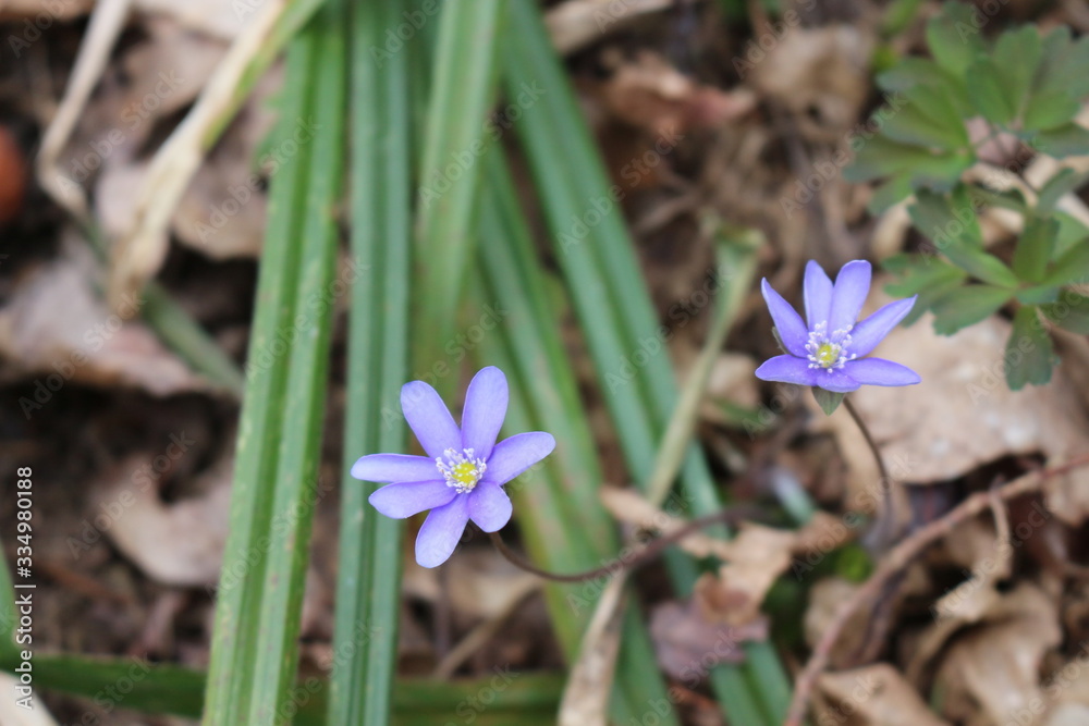 Blue liverwort bloomed in the spring forest Blue liverwort bloomed in the spring forest