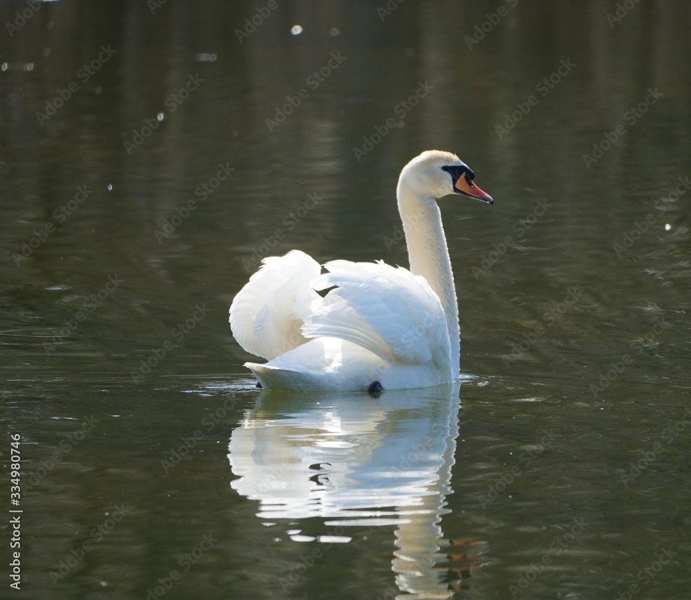 Fototapeta premium Schwan beim Sonnenbaden