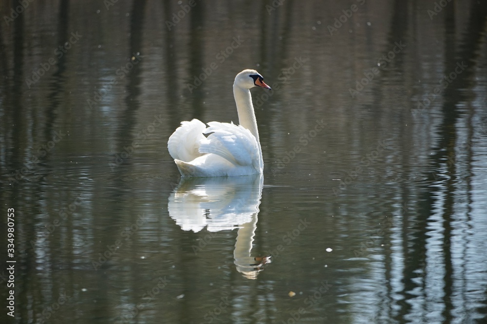 Naklejka premium Schwan beim Sonnenbad