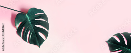Tropical leaves Monstera on pink horizontal background. Abstarct Flat lay and top view. Tropical leaf of monstera pink background. Tropic monstera on pink background.