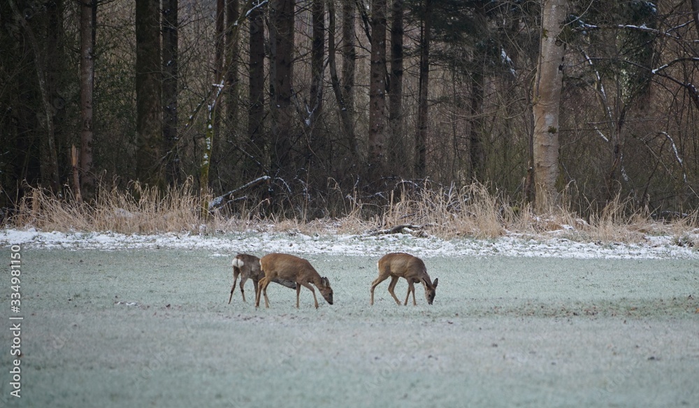 Äsende Rehe in Moorgebiet Äsende Rehe in Moorgebiet