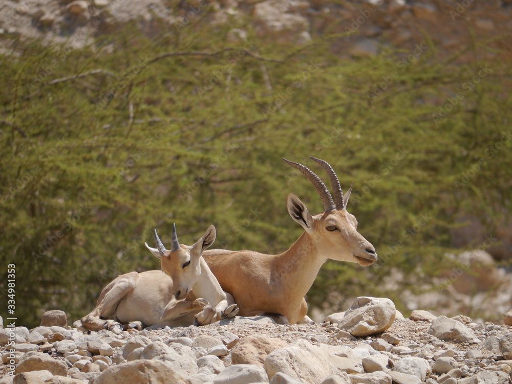 two antelopes with female animal and calf, arabian Oryx (Oryx leucoryx) at the Nature Reserve Ein Gedi, near Elat, Israel
