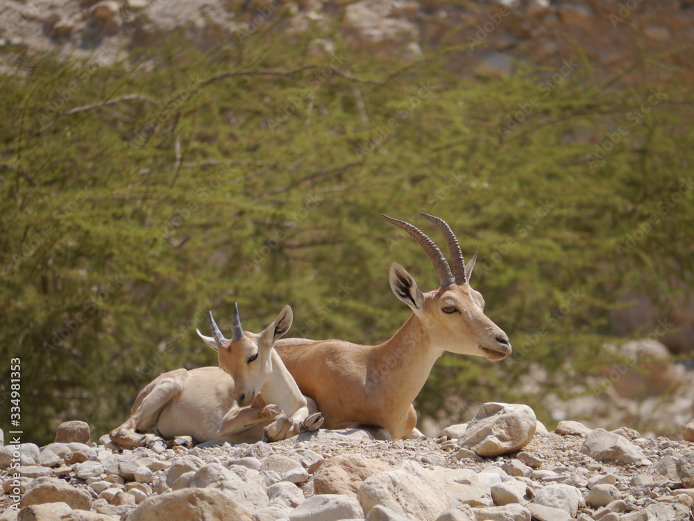 two antelopes with female animal and calf, arabian Oryx (Oryx leucoryx) at the Nature Reserve Ein Gedi, near Elat, Israel two antelopes with female animal and calf, arabian Oryx (Oryx leucoryx) at the Nature Reserve Ein Gedi, near Elat, Israel