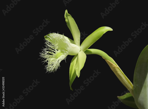 Three quarter view of a white Rhyncholaelia digbyana orchid with a ruffle lip. photo