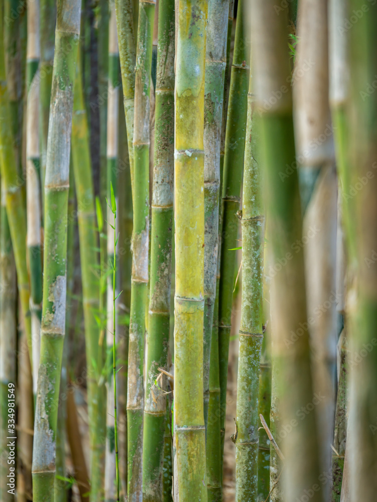 Young Bamboo tree close up Young Bamboo tree close up