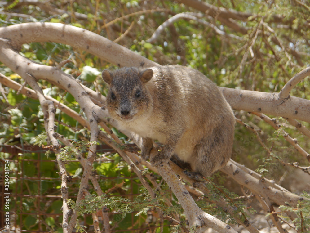 single rock hyrax (Procavia capensis) sitting on a tree at Ein Gedi National Park, Dead Sea, Israel single rock hyrax (Procavia capensis) sitting on a tree at Ein Gedi National Park, Dead Sea, Israel