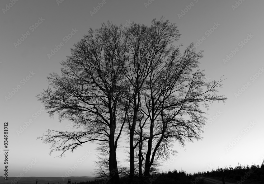 Sauerland Baumgruppe Buchen Beech Fagus Abendsonne Sonnenuntergang Atmosphäre Familie Stammbaum Äste verzweigen Filigran Struktur Wurzeln Höhenflug Neuenrade Altena Trauer Sehnsucht Trost Beileid Sauerland Baumgruppe Buchen Beech Fagus Abendsonne Sonnenuntergang Atmosphäre Familie Stammbaum Äste verzweigen Filigran Struktur Wurzeln Höhenflug Neuenrade Altena Trauer Sehnsucht Trost Beileid