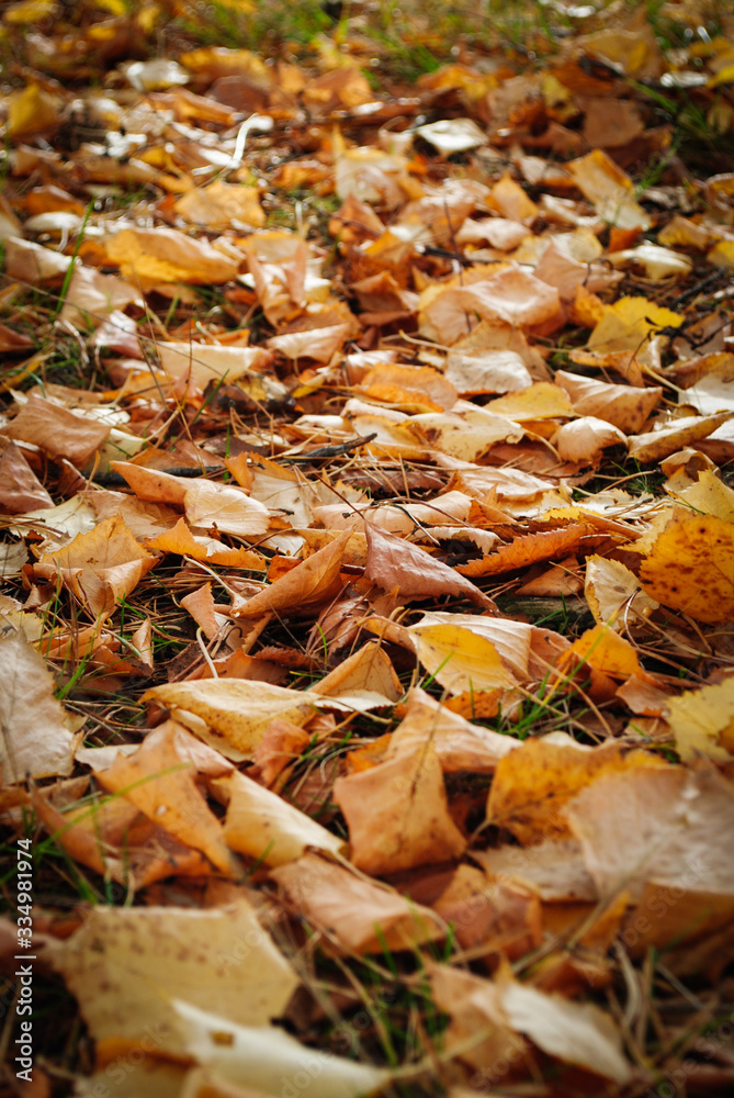 autumn leave autumn leave