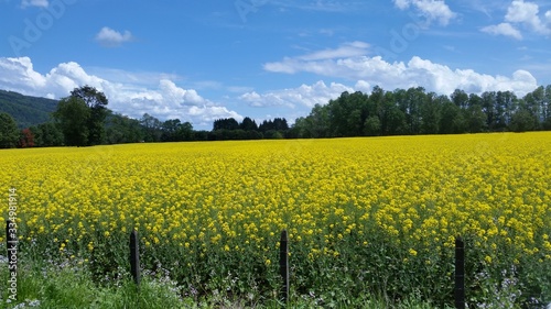 field of oilseed rape