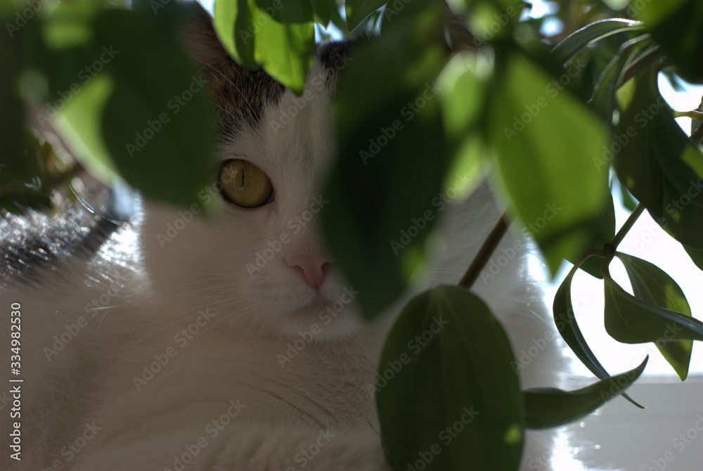 cat on tree cat on tree