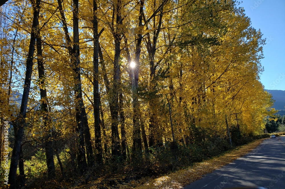 Fototapeta premium sunset in the forest