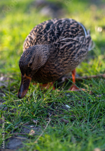 Duck on the grass in spring