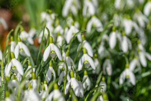 Macro photography of sun lid,grouped Snowdrop, Galanthus, flowers in the early spring