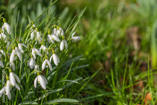 Sun lid group of Snowdrop flowers in early spring  Yorkshire  north of England  UK