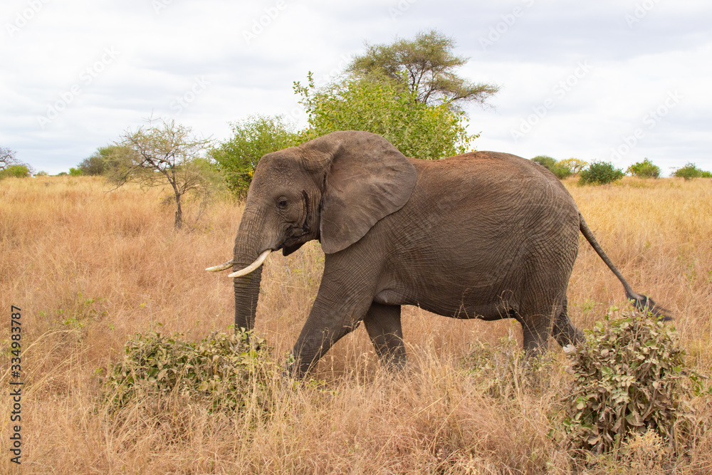 Elephant walking in the savannah of Tarangire National Park, in Tanzania