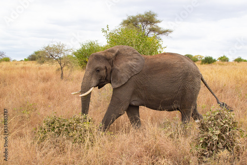 Elephant walking in the savannah of Tarangire National Park  in Tanzania