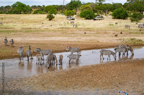 Zebras drinking water in a river of the savanna of Tarangire National Park, in Tanzania