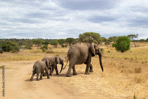 Female elephant taking care of her babies on the savanna of Tarangire National Park, in Tanzania