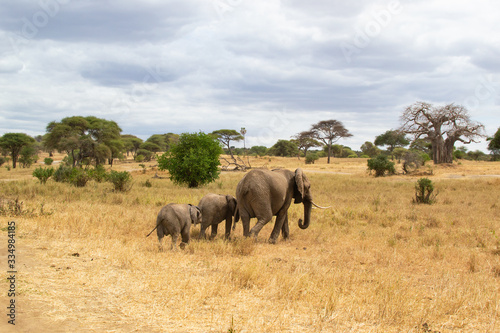 Female elephant taking care of her babies on the savanna of Tarangire National Park  in Tanzania