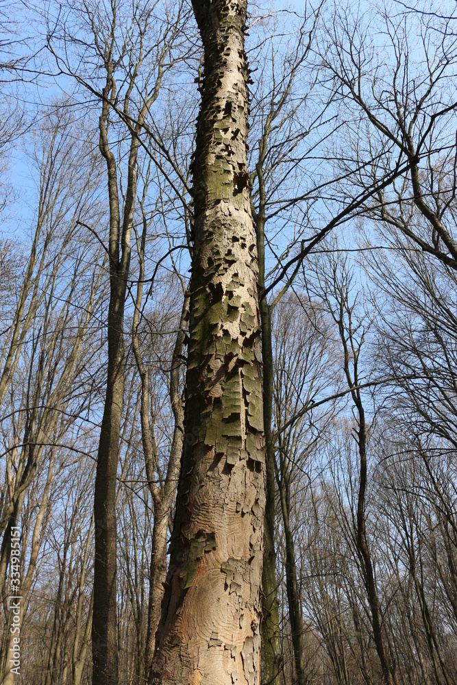 Fototapeta premium Bark falls away from a dry tree, exposing its trunk