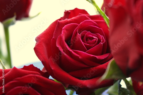 Close up photograph of a vibrant red rose against a white background