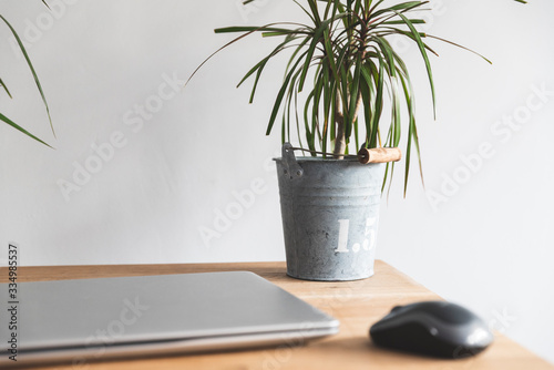 dracena in pot laptop desk