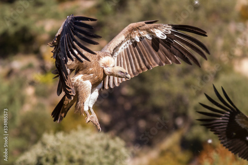 Flying griffon vulture about to land.