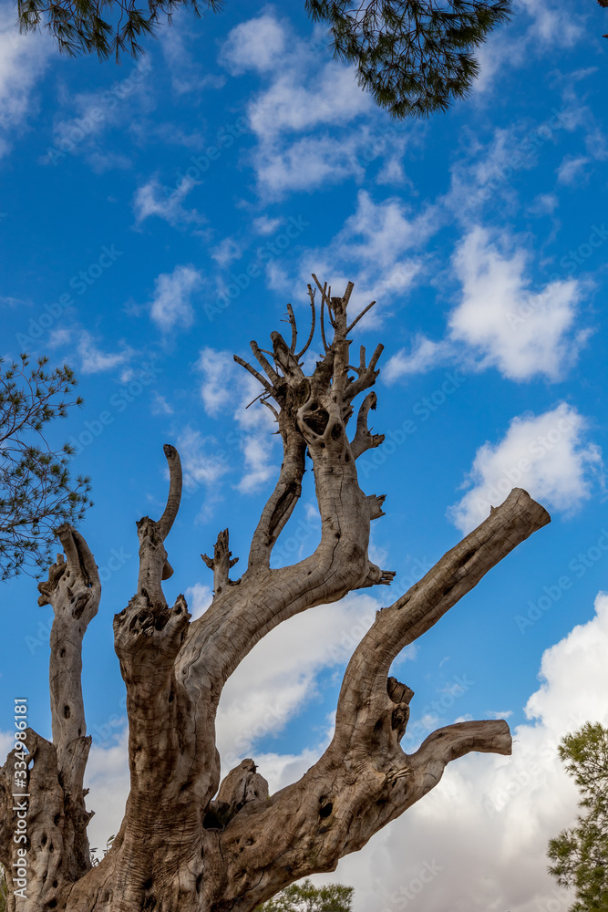 Picturesque dead olive tree trunk with blurred puffy white clouds winter sky in the background. Mount Nebo, Kingdom of Jordan Picturesque dead olive tree trunk with blurred puffy white clouds winter sky in the background. Mount Nebo, Kingdom of Jordan