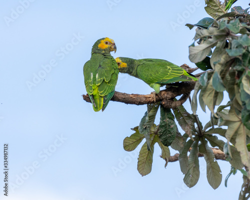 A baeautiful group of Papagaio-galego (Yellow-faced Parrot), 
in their natural habitat at Cerrado biome, Chapada dos Veadeiros, Goias, Brazil