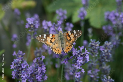 rotbrauner Schmetterling auf Lavendelblüte im Wildgarten