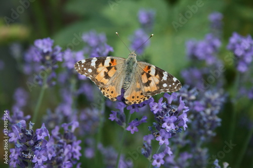 rotbrauner Schmetterling auf Lavendelblüte im Wildgarten