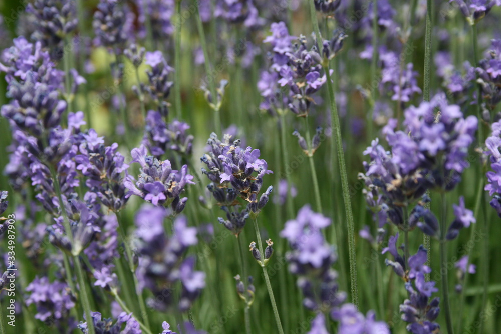 Naklejka premium Lavendel im Garten