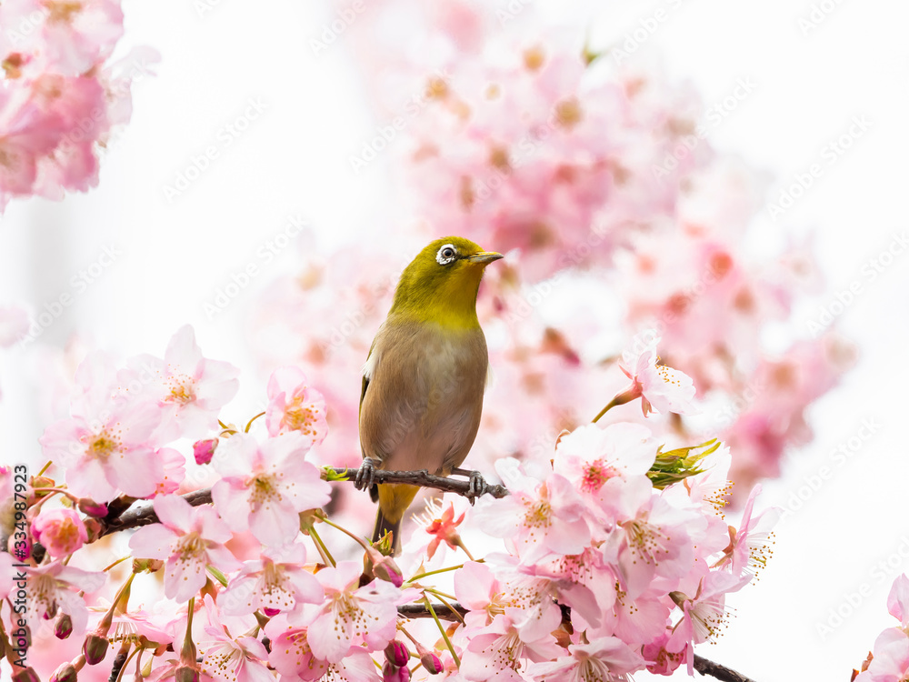 河津桜とメジロ(japanese white-eye)