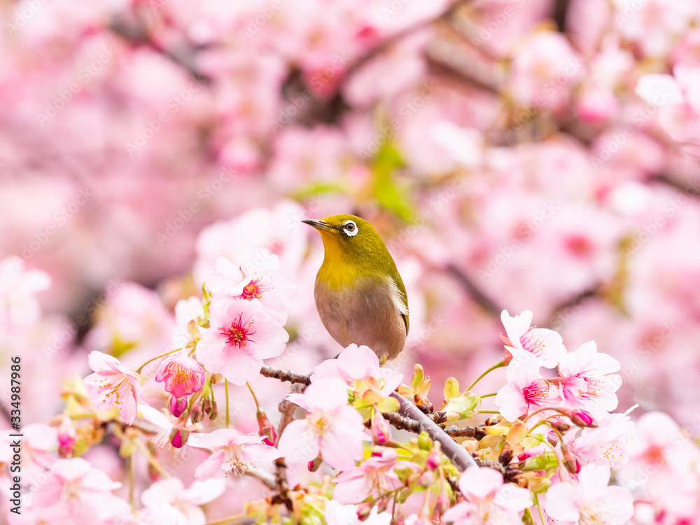 河津桜とメジロ(japanese white-eye)