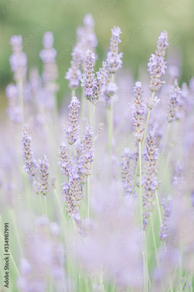Fototapeta premium Le champs de lavande couleur pastel