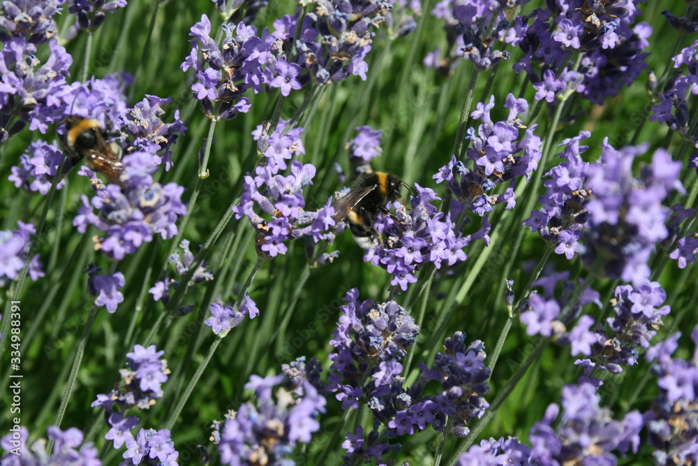 Hummel auf Lavendelblüten im Garten Hummel auf Lavendelblüten im Garten