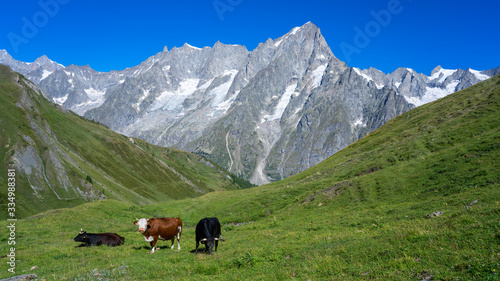 Welcomed by a local cow during hiking in Tour du Mont Blanc, Switzerland, Italy & France.  © Kota
